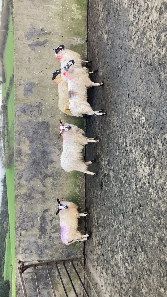 ewe lambs - Image 2