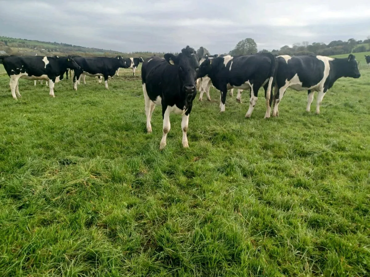 30 fr heifers - Image 1