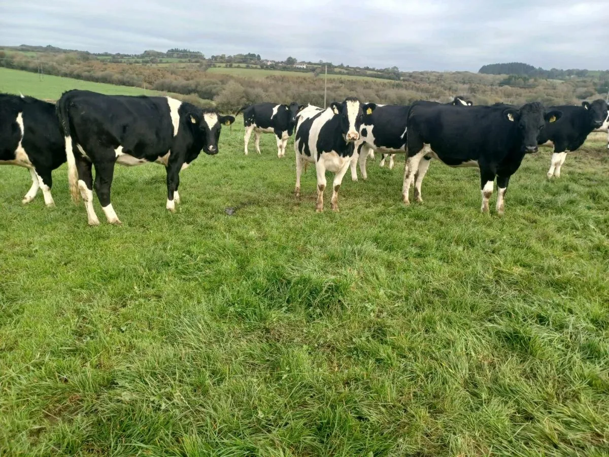 30 fr heifers - Image 2