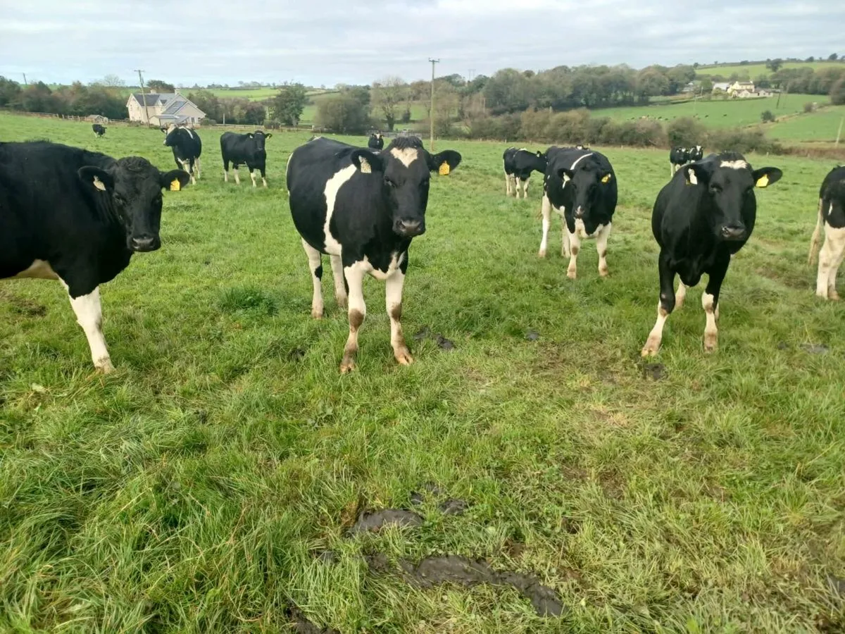 30 fr heifers - Image 3