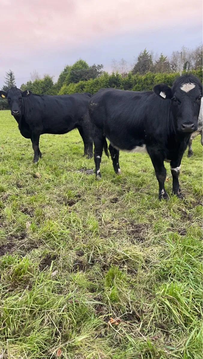 2 Angus and shx for sale - Image 1