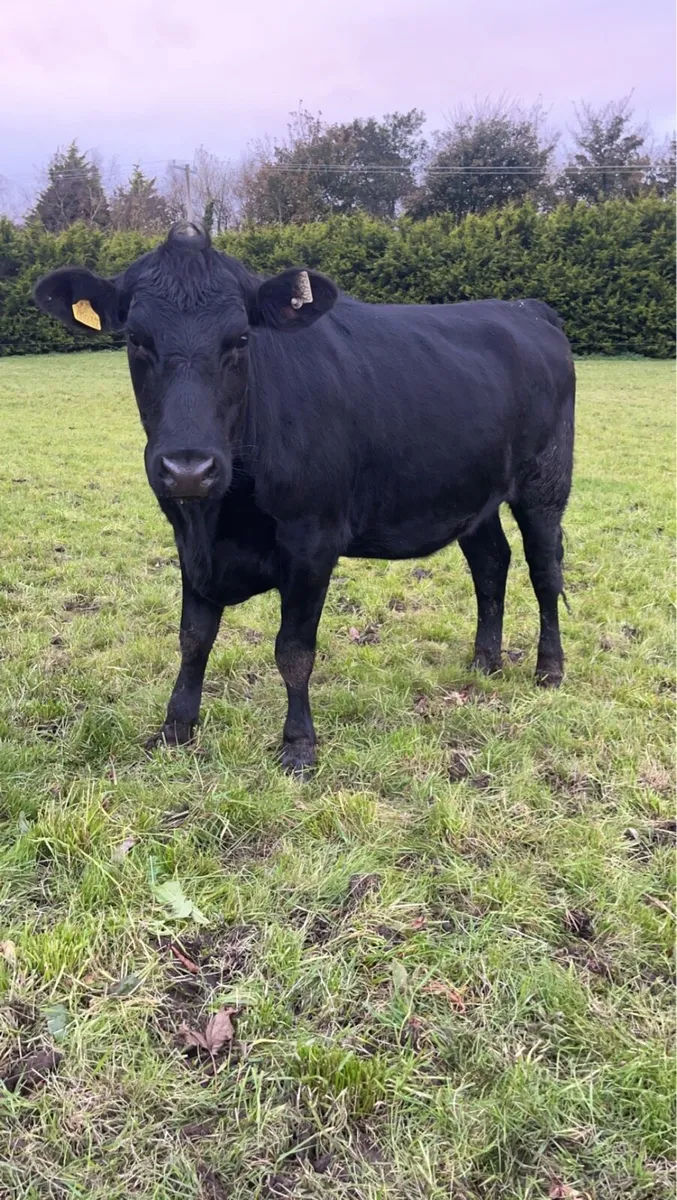 2 Angus and shx for sale - Image 2