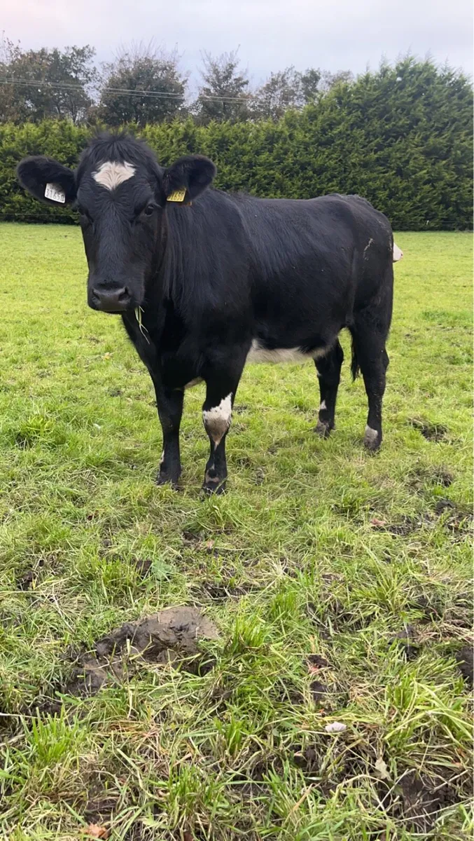 2 Angus and shx for sale - Image 3