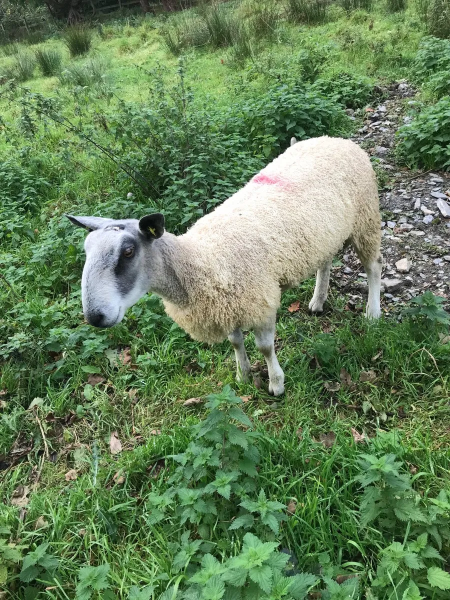 Blue leister ram - Image 1
