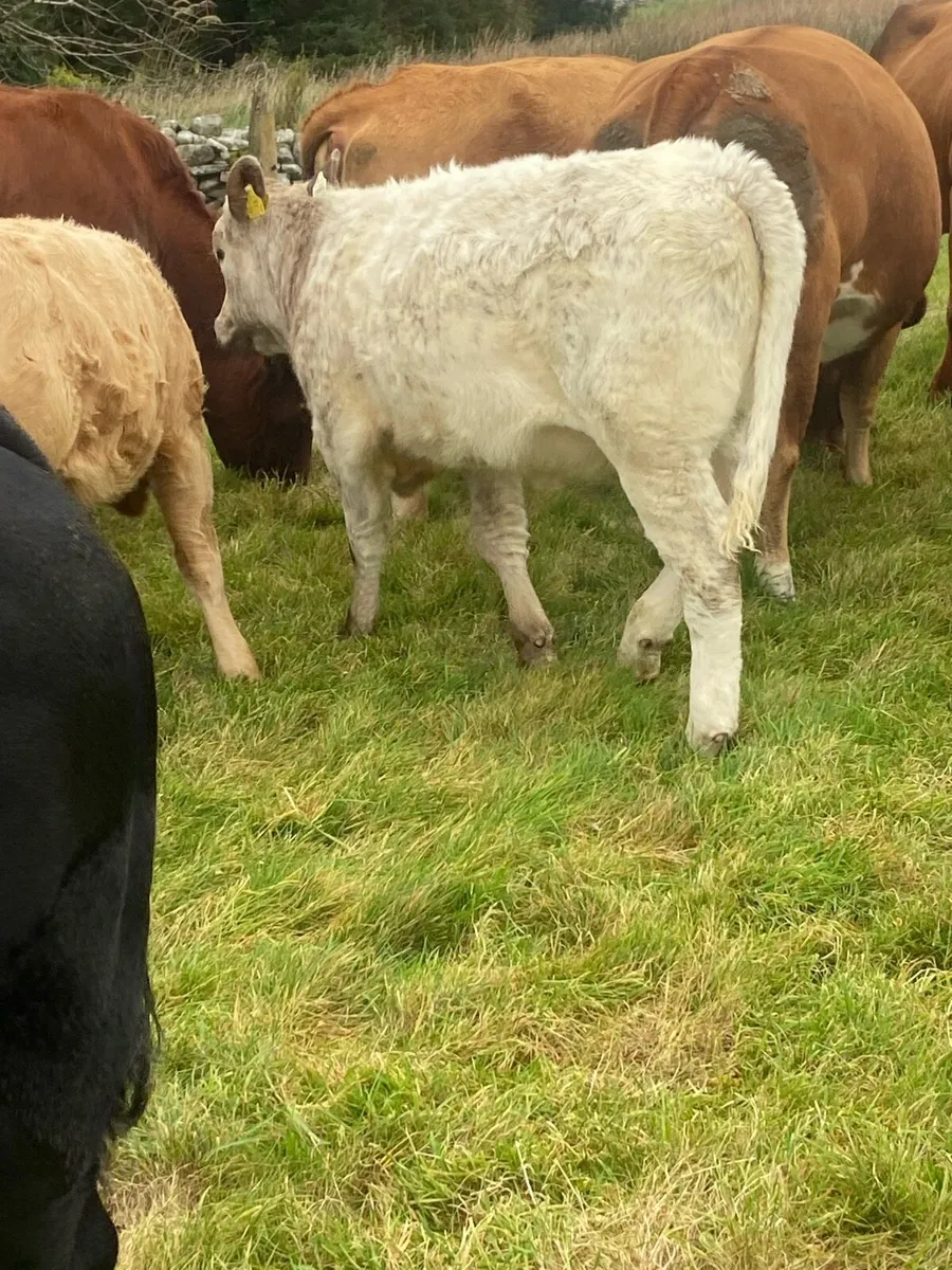 Ch heifer - Image 2