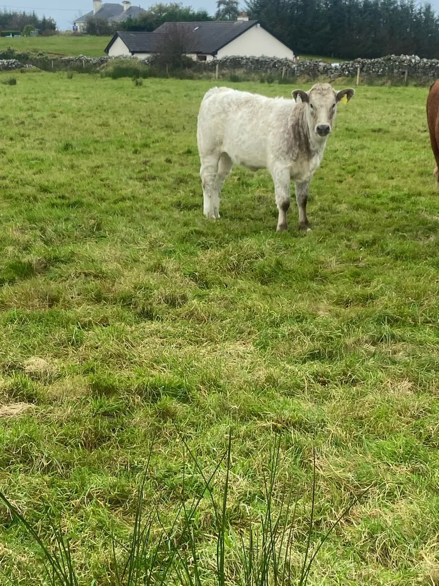 Ch heifer - Image 3