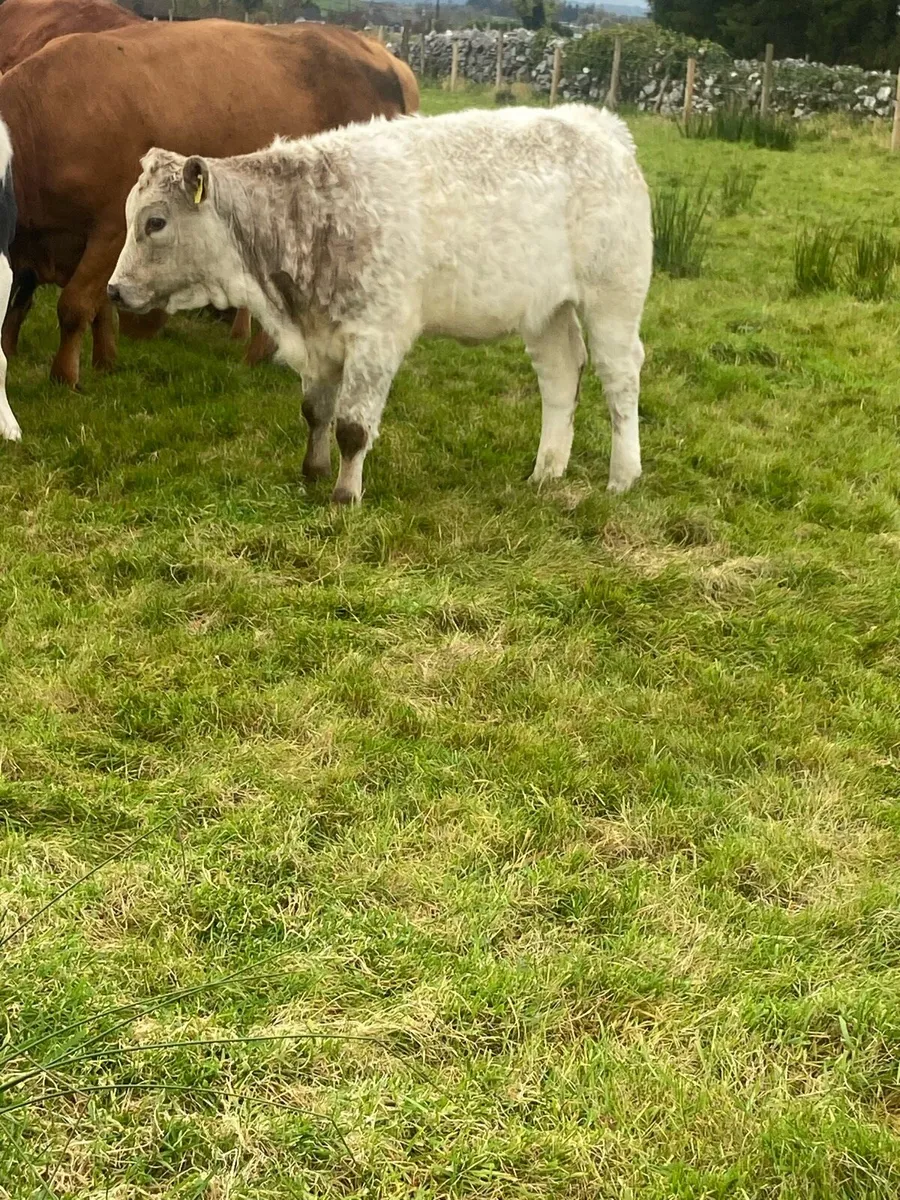 Ch heifer - Image 1