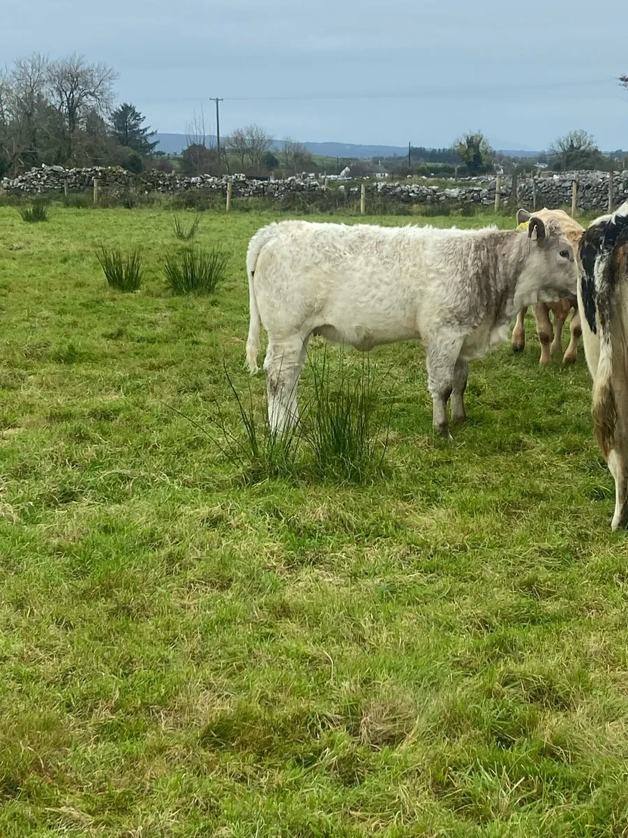 Ch heifer - Image 4