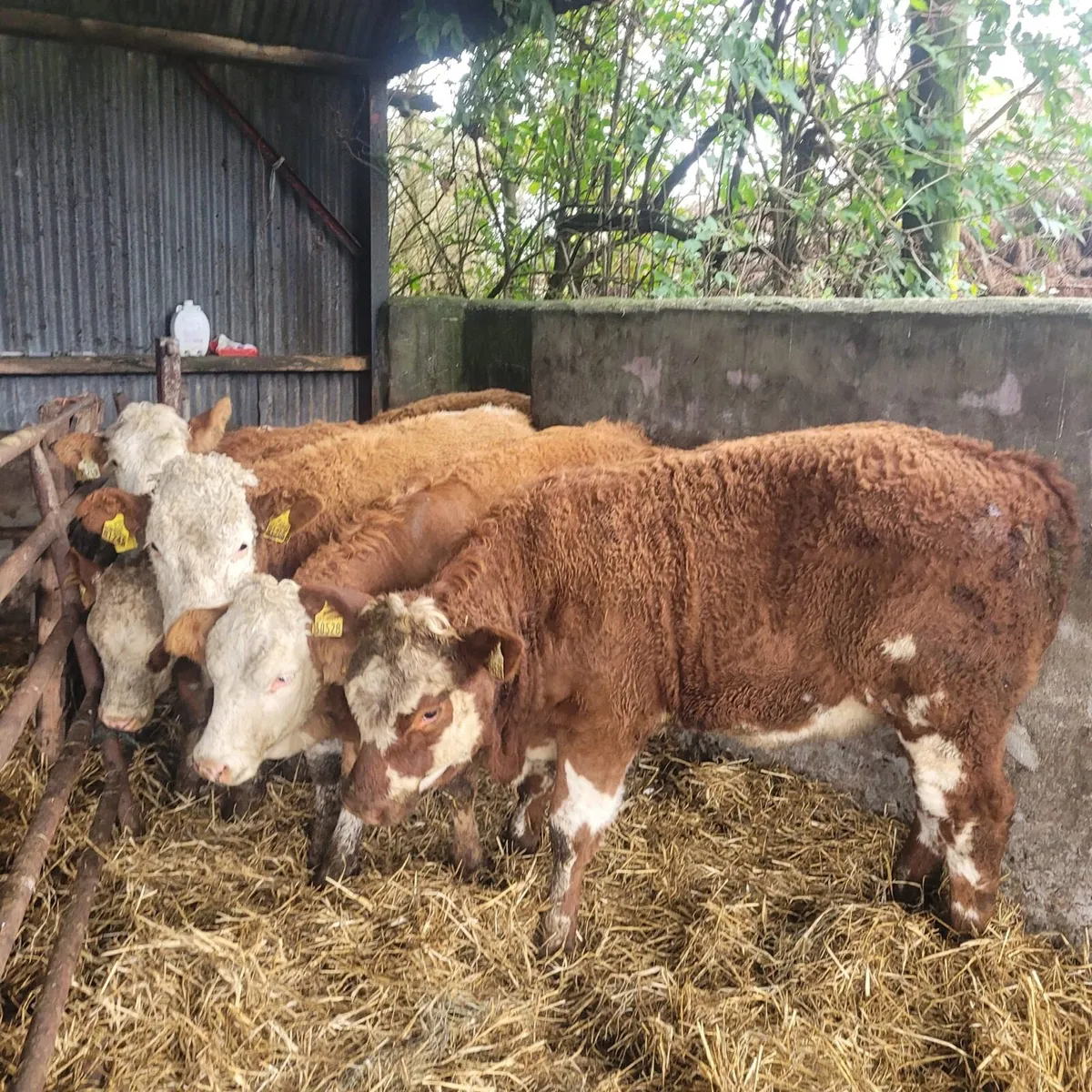 6 Lovely Quality Simmental heifers for sale - Image 1