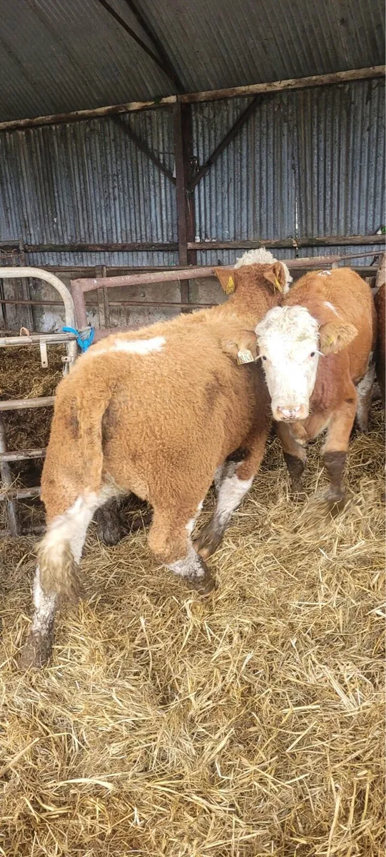 6 Lovely Quality Simmental heifers for sale - Image 2