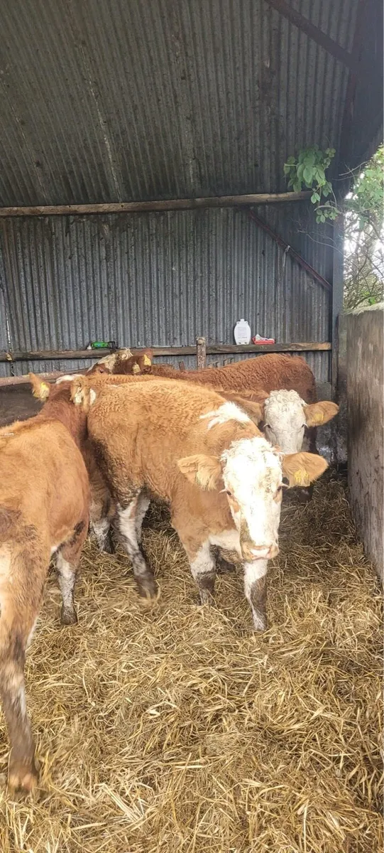 6 Lovely Quality Simmental heifers for sale - Image 3