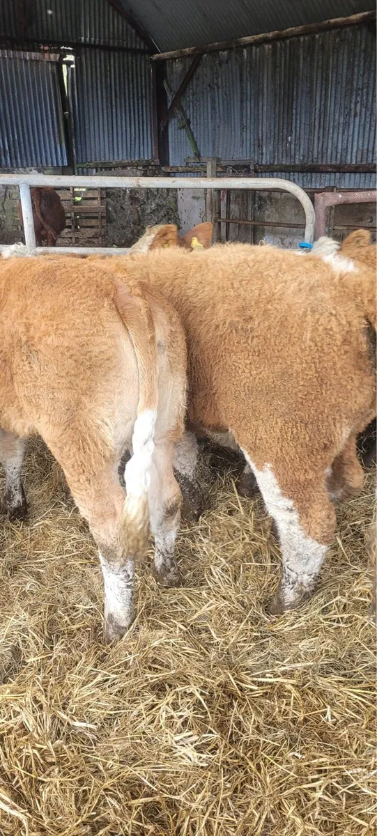 6 Lovely Quality Simmental heifers for sale - Image 4