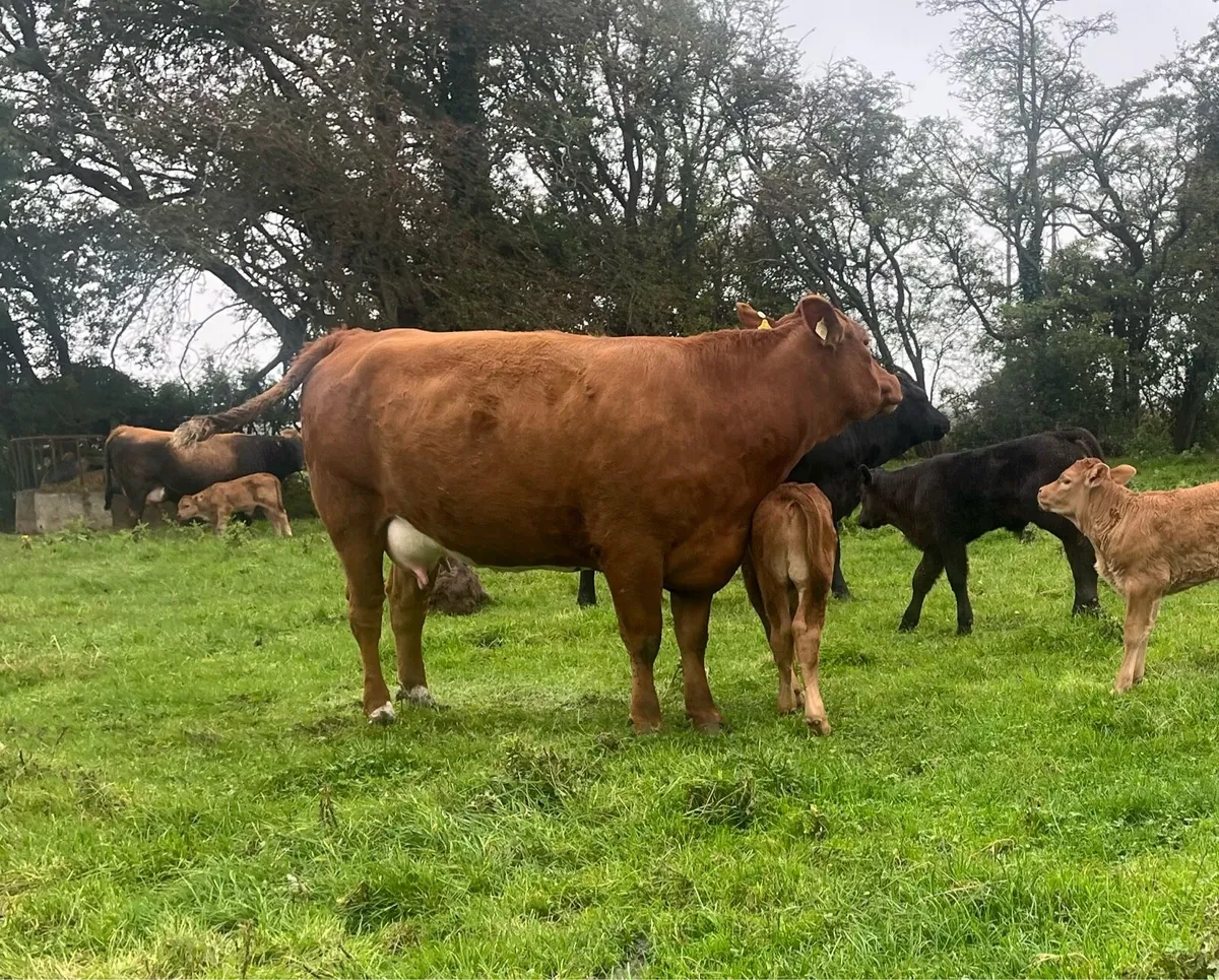 Freshly calved suckler heifers - Image 1