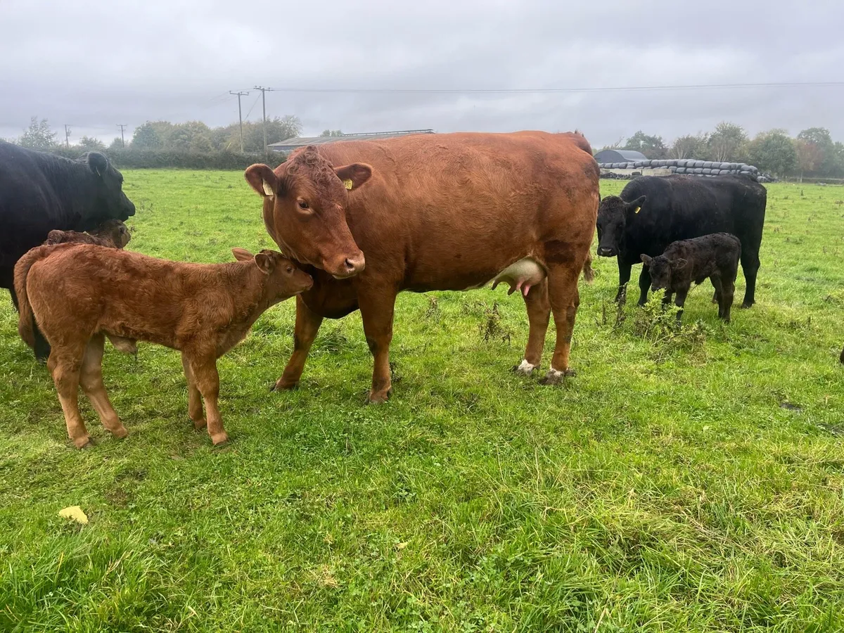 Freshly calved suckler heifers - Image 2
