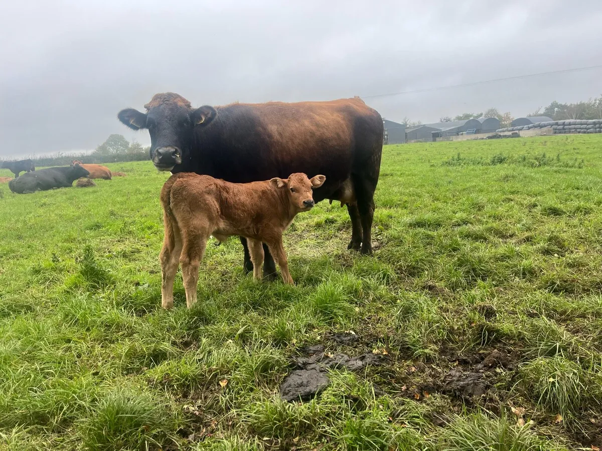 Freshly calved suckler heifers - Image 3