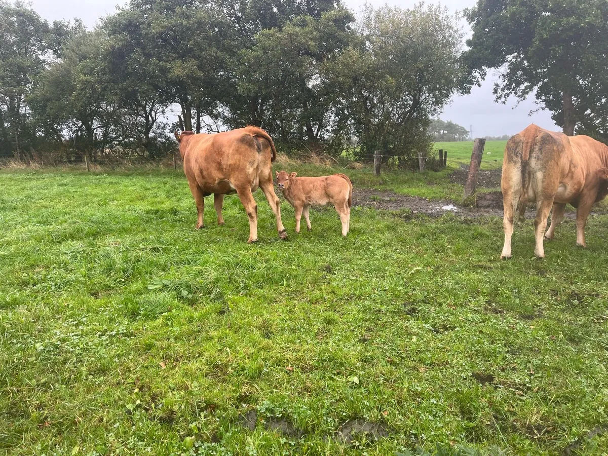 Freshly calved suckler heifers - Image 4