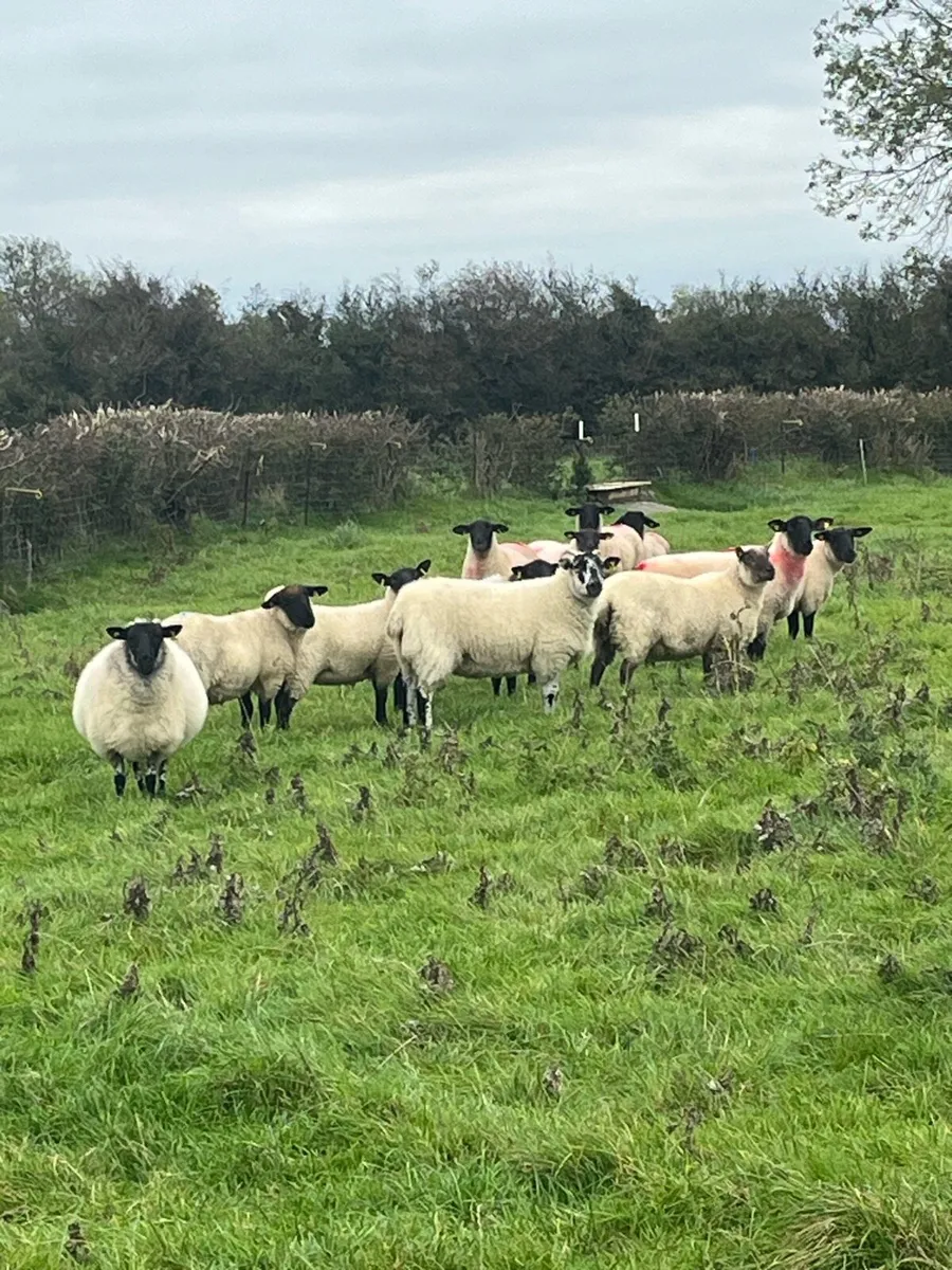 💥15 Suffolk ewe hoggets 💥 - Image 1