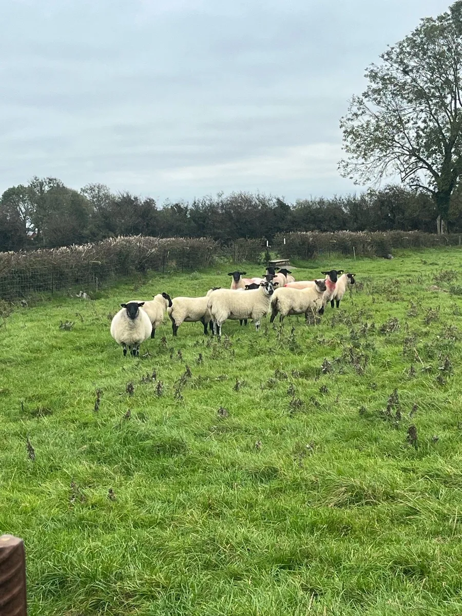 💥15 Suffolk ewe hoggets 💥 - Image 2