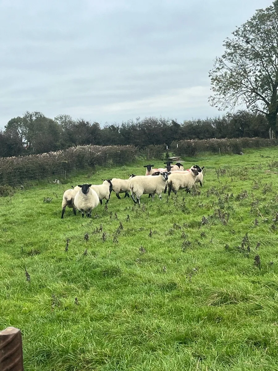 💥15 Suffolk ewe hoggets 💥 - Image 3