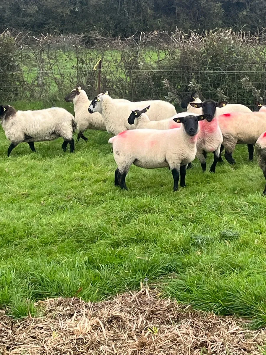 💥15 Suffolk ewe hoggets 💥 - Image 4