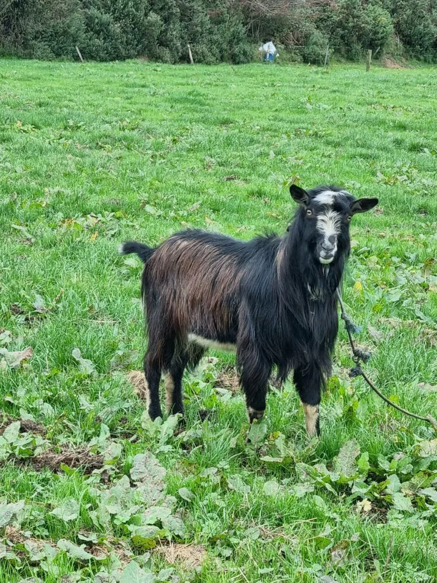 Puck Goat - Image 2