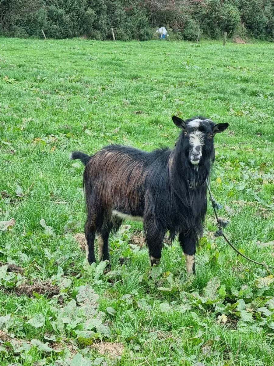Puck Goat - Image 1