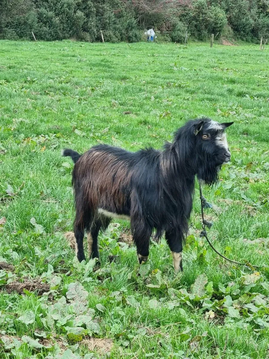 Puck Goat - Image 3