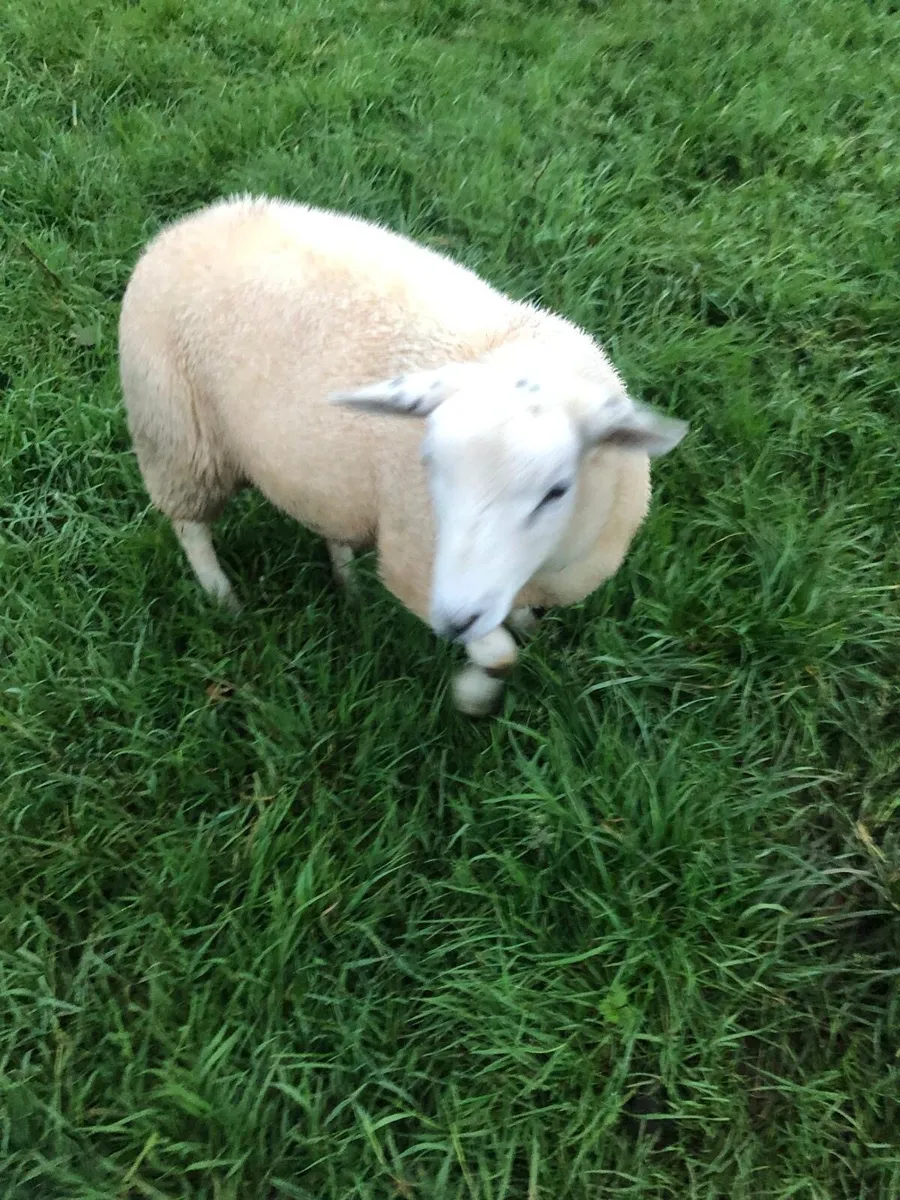 Belclare ram lamb - Image 1