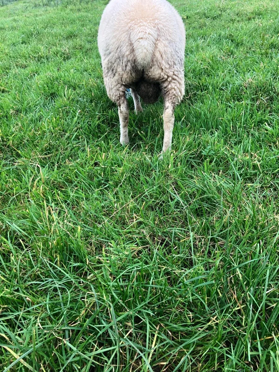 Belclare ram lamb - Image 2