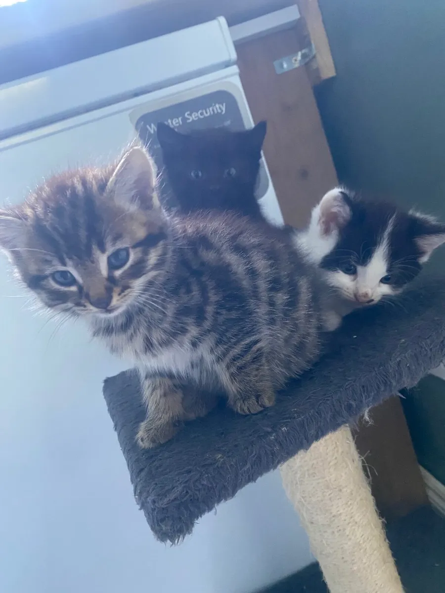 Kittens free for loving homes - Image 1