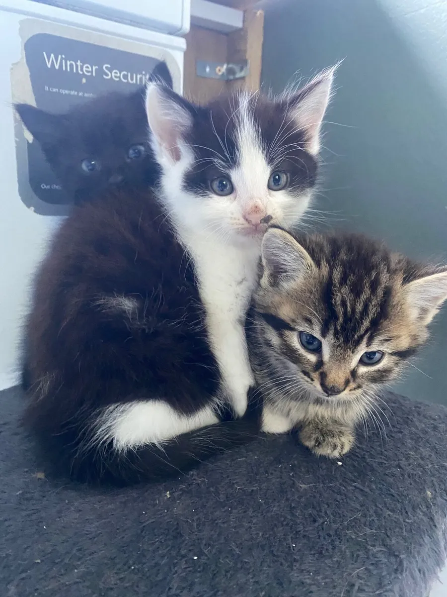 Kittens free for loving homes - Image 3