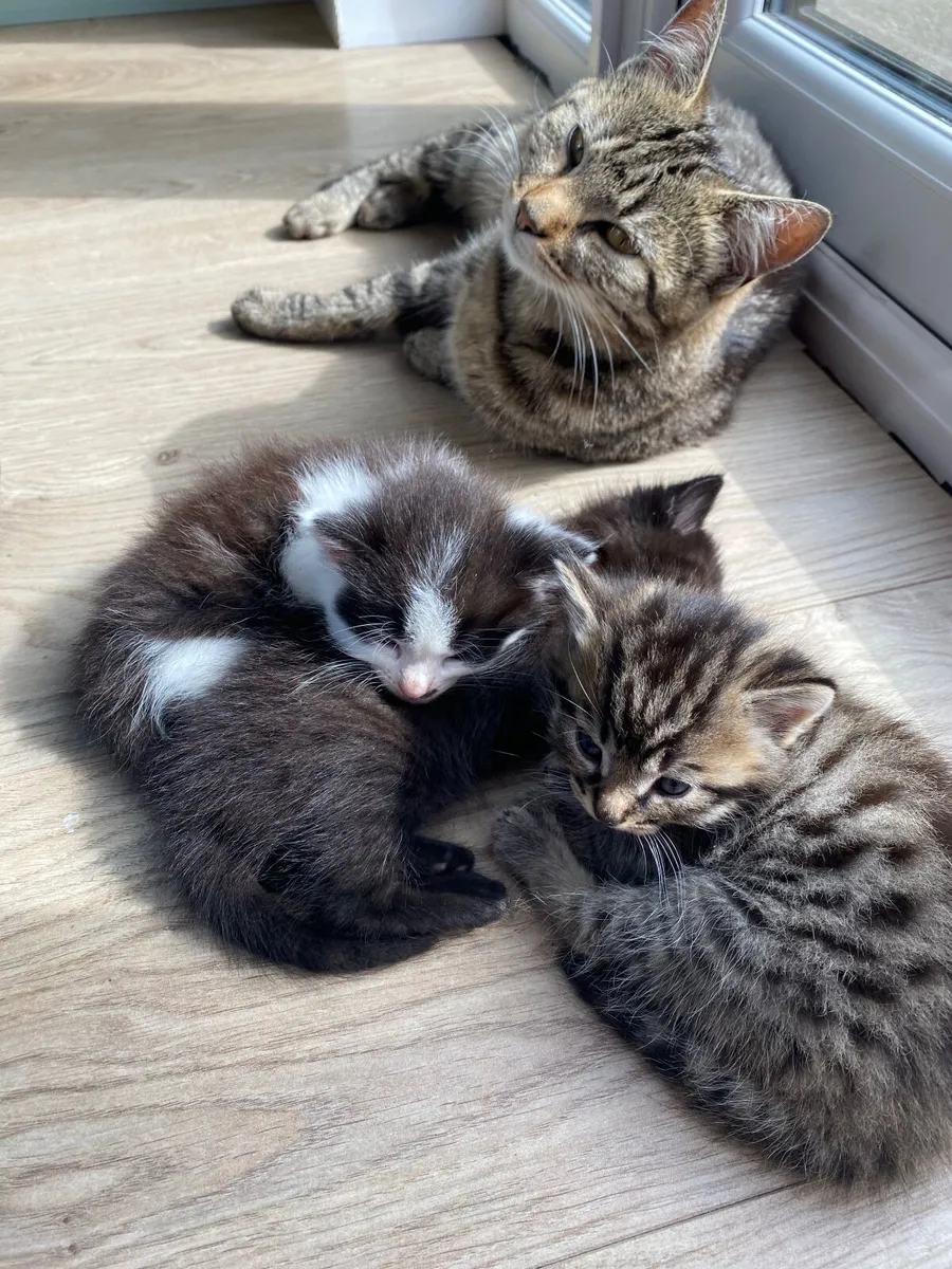 Kittens free for loving homes - Image 4