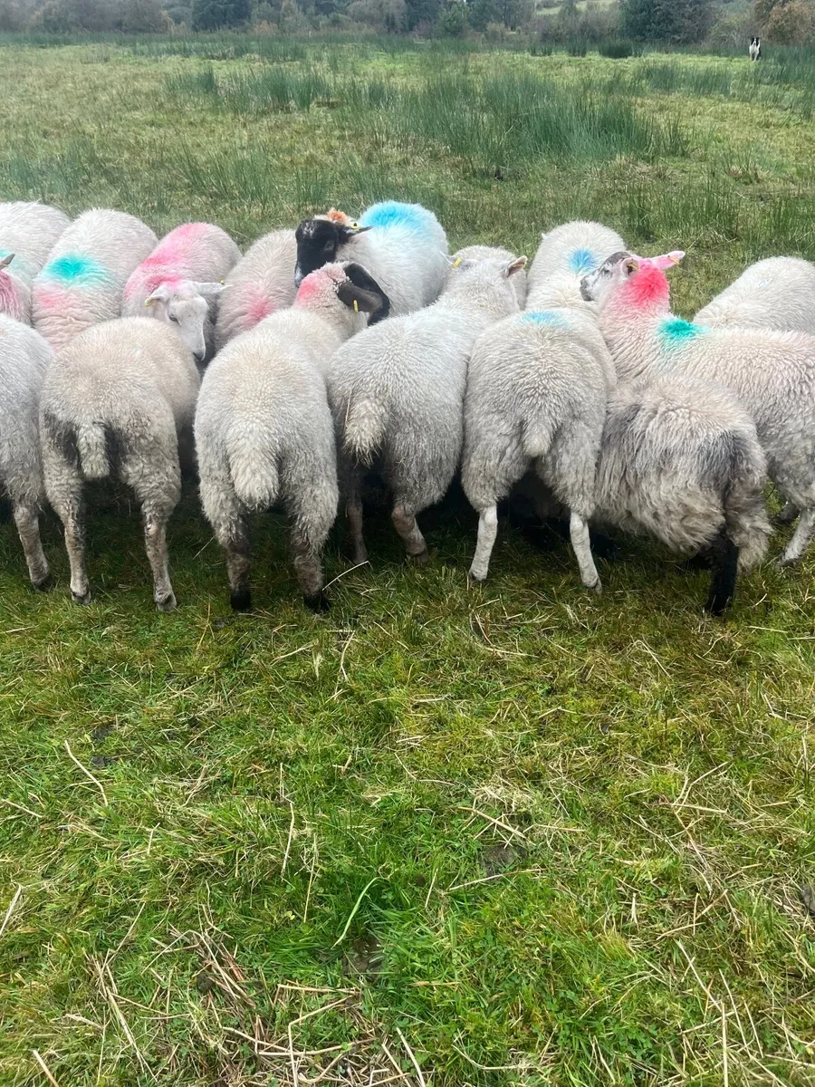 Ewe lambs - Image 1