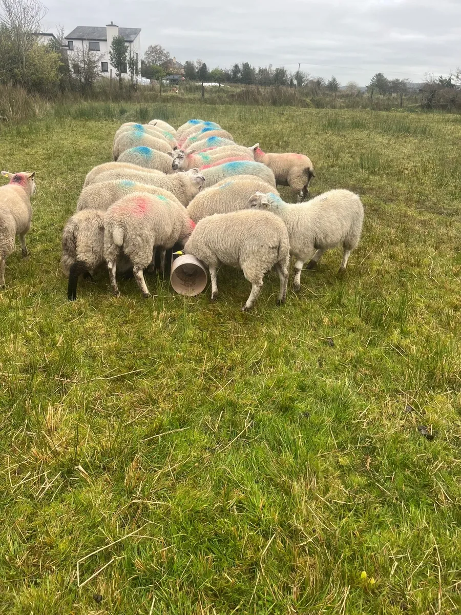 Ewe lambs - Image 2