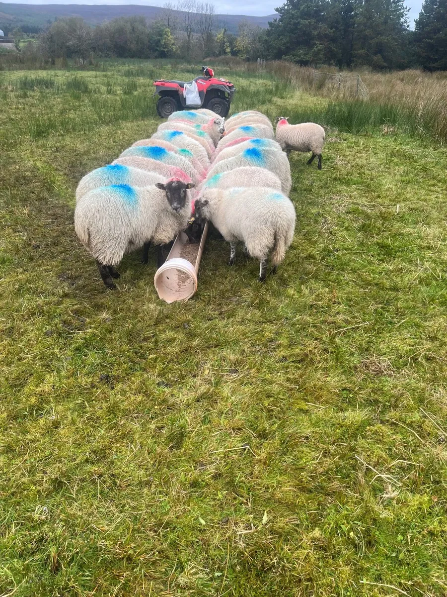 Ewe lambs - Image 3