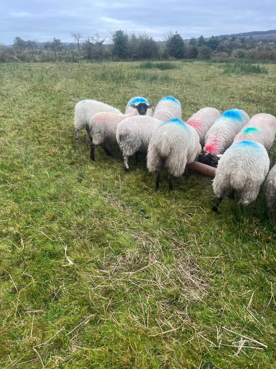 Ewe lambs - Image 4