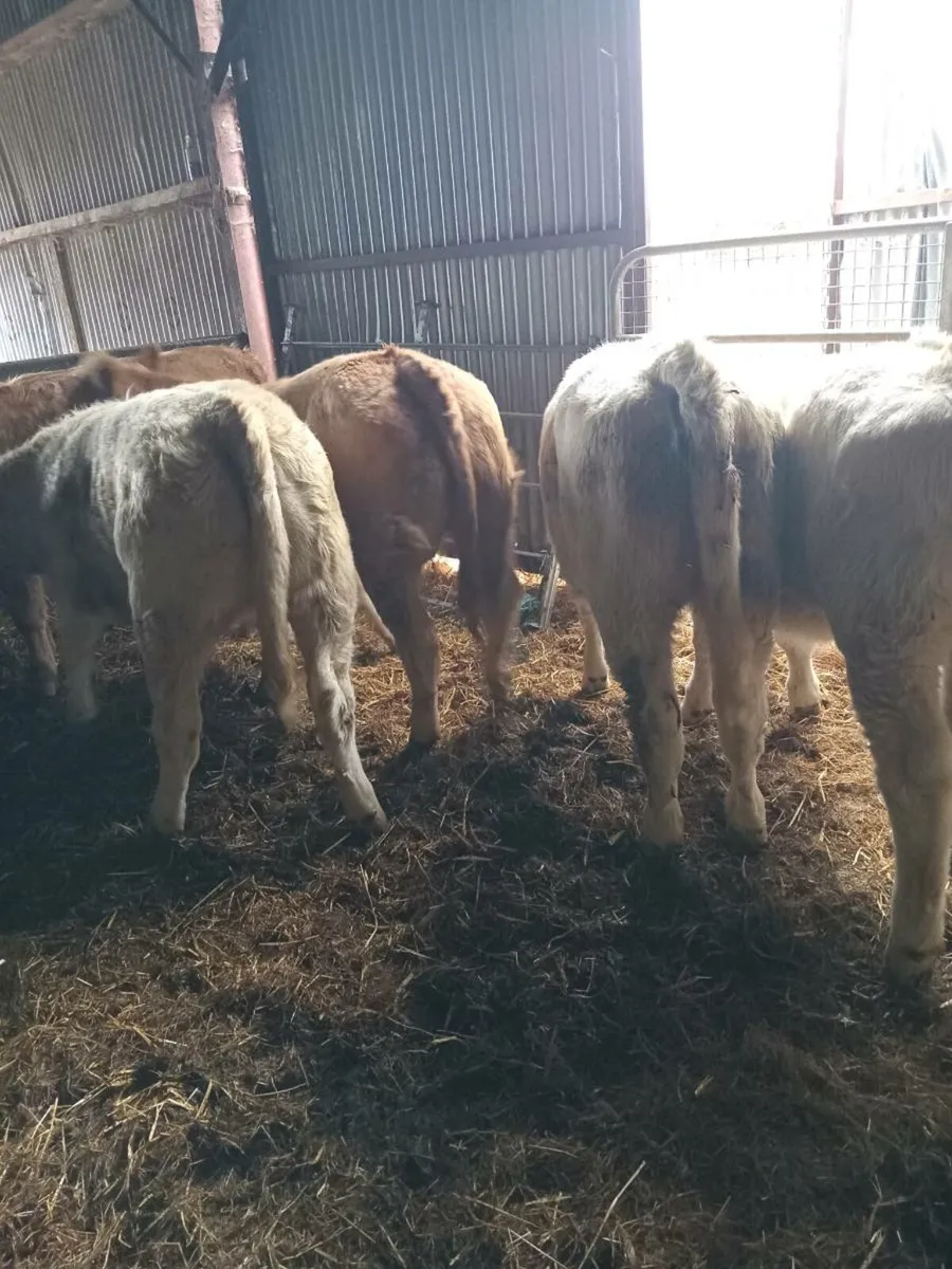 6 super charolais heifer weanlings - Image 1