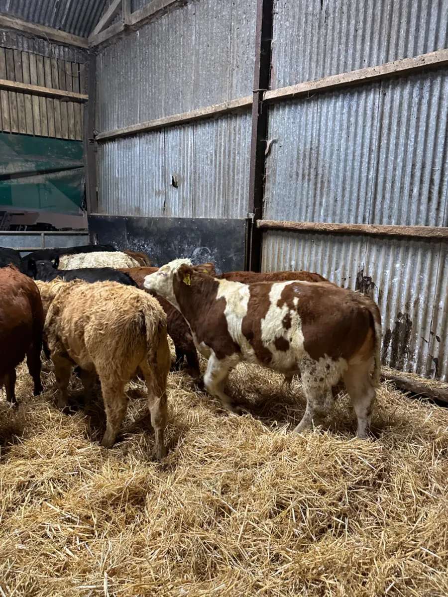 Lim Charolais and Angus bulls - Image 4
