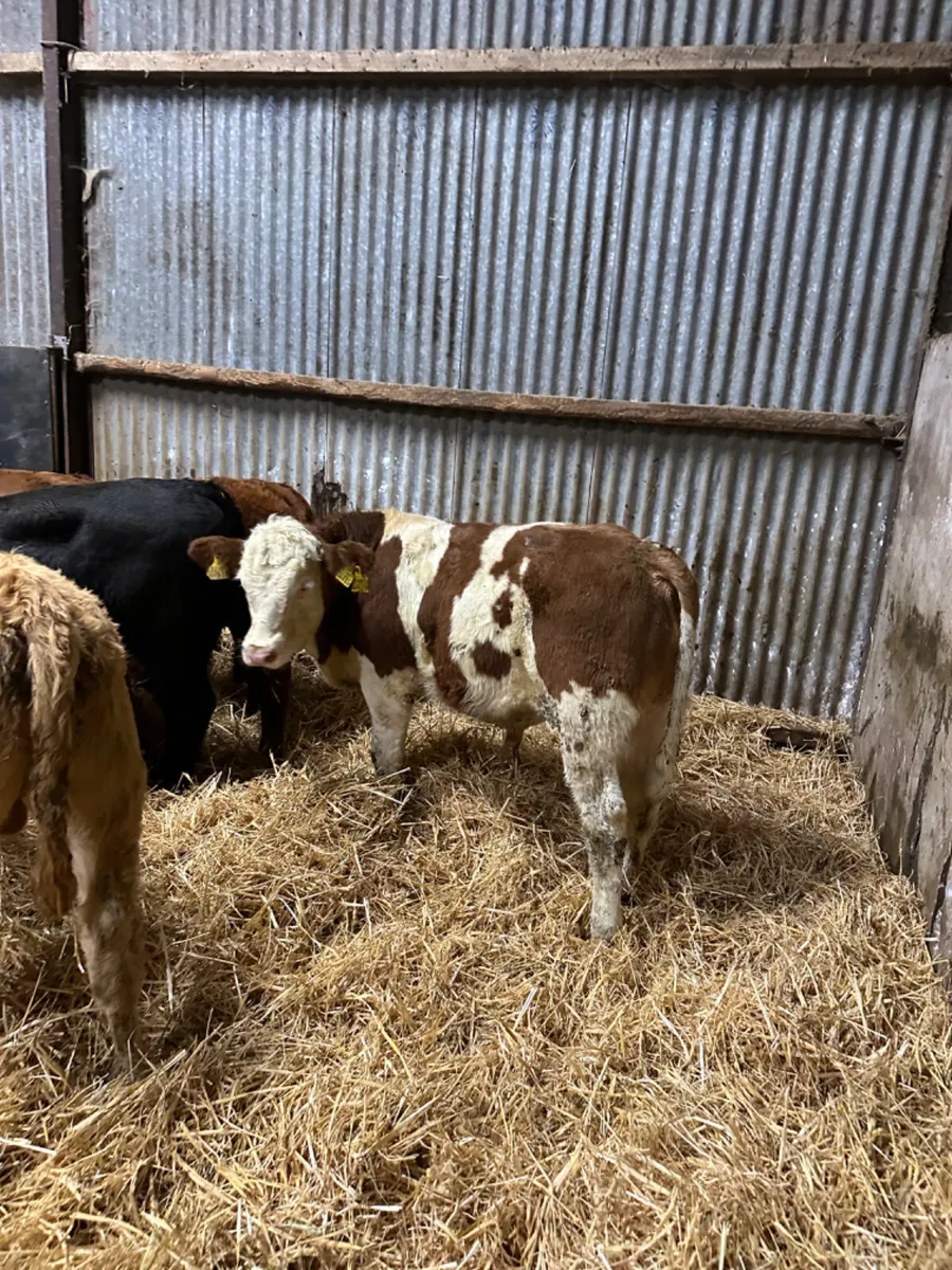 Lim Charolais and Angus bulls - Image 3