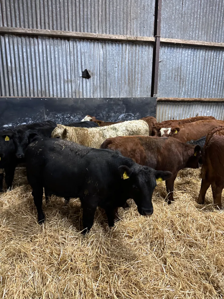Lim Charolais and Angus bulls - Image 1