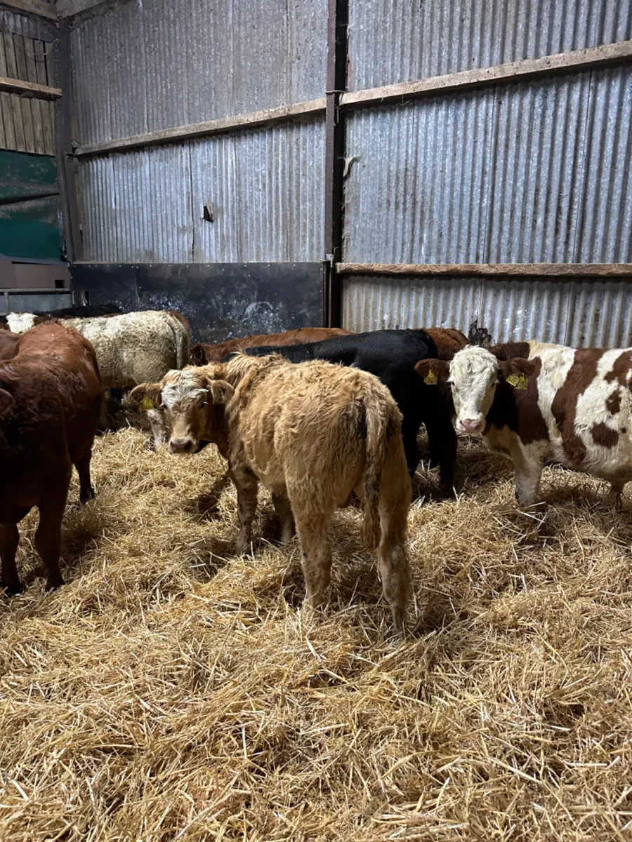 Lim Charolais and Angus bulls - Image 2