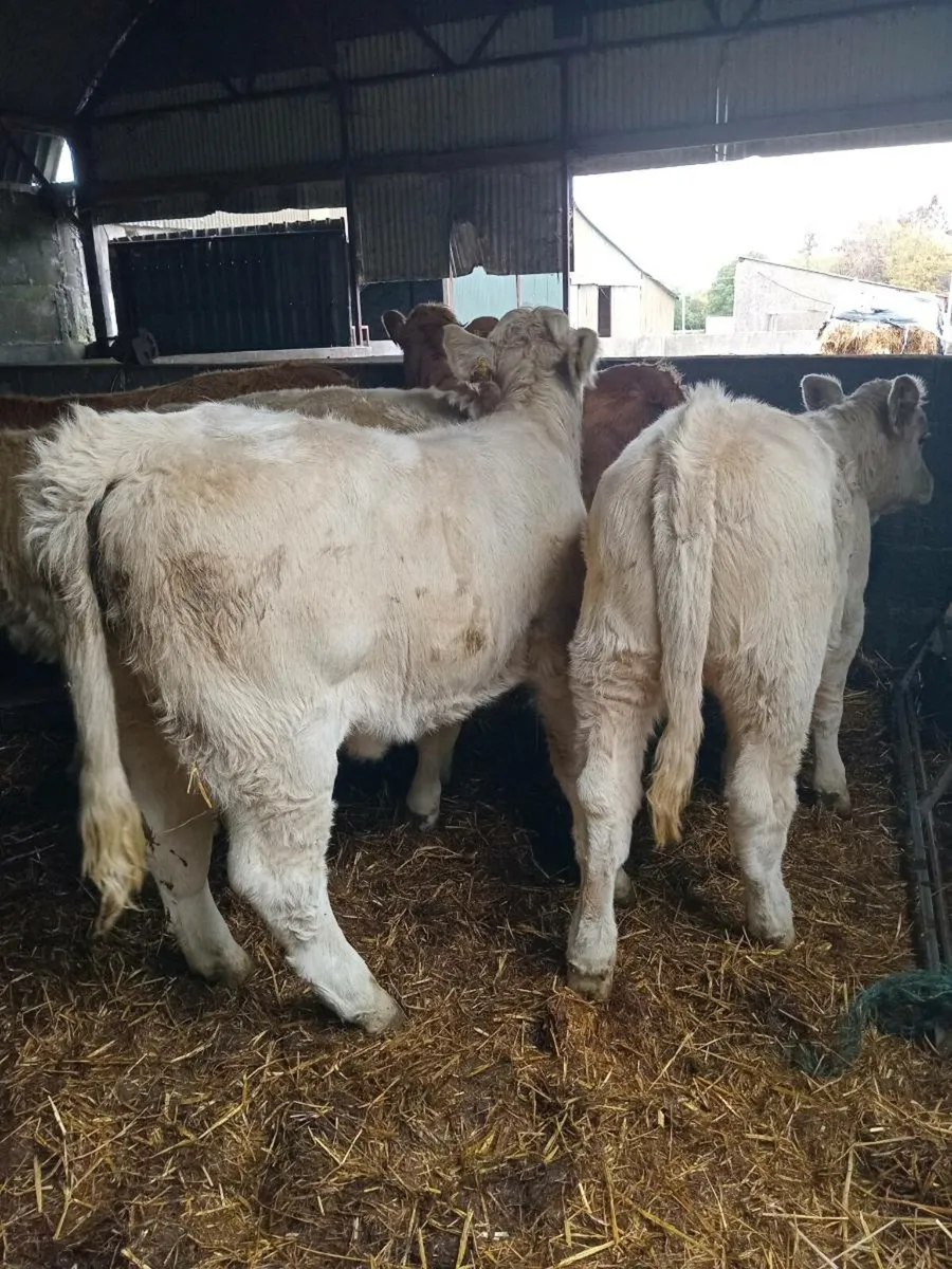 6 super charolais heifer weanlings - Image 2