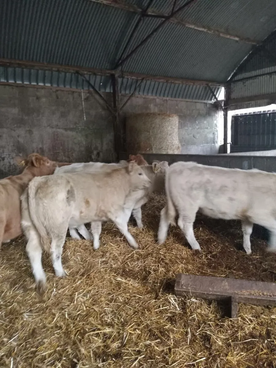 6 super charolais heifer weanlings - Image 3