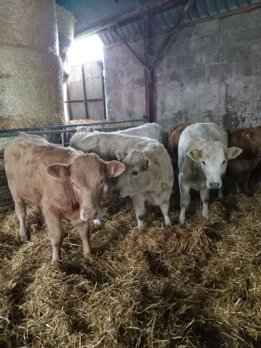 6 super charolais heifer weanlings - Image 4