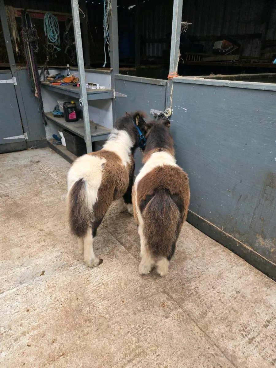 Miniature Foals - Image 2
