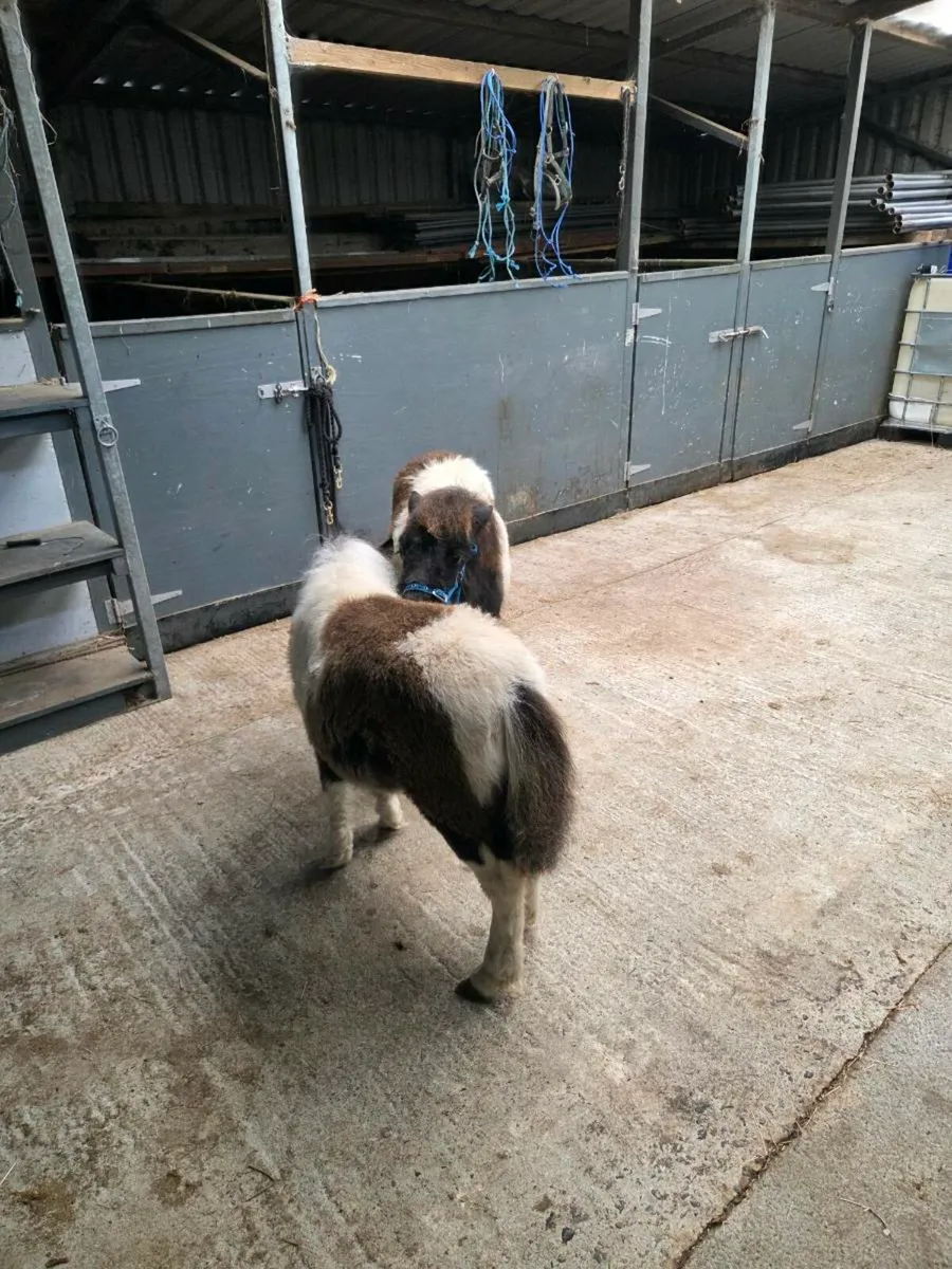 Miniature Foals - Image 3