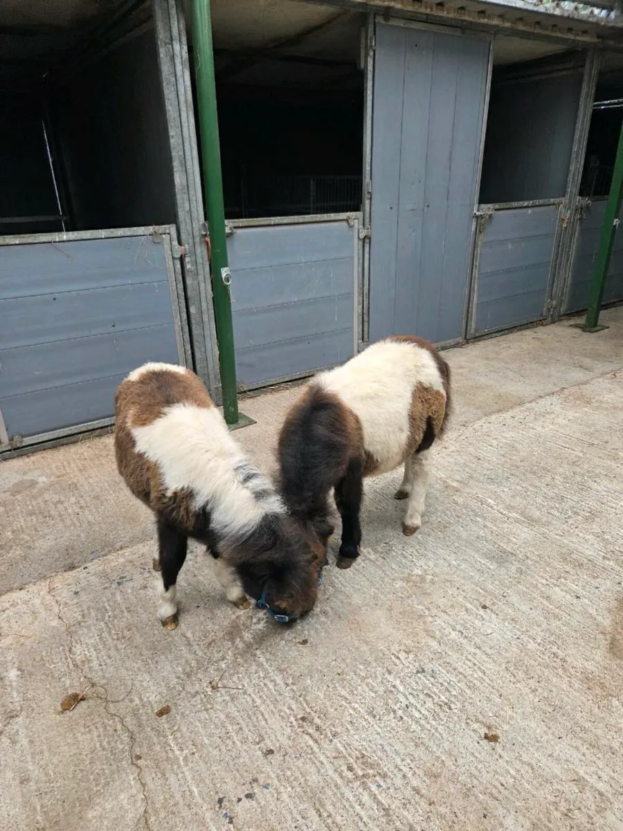 Miniature Foals - Image 4