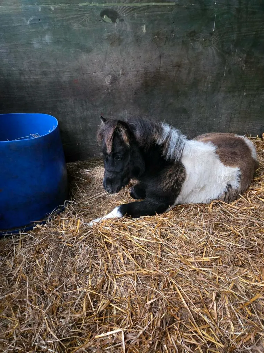 Miniature Foals - Image 1