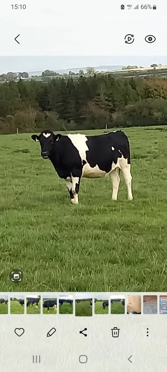 Incalf freisin heifers - Image 1
