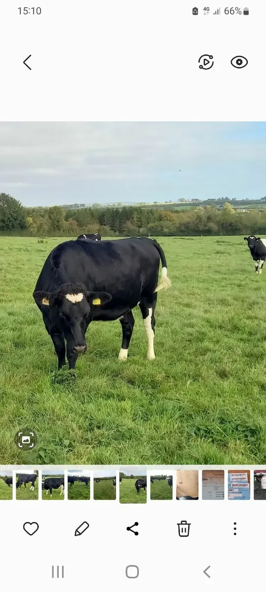 Incalf freisin heifers - Image 2